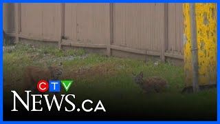 Woman attacked by bobcat in southeast Calgary community