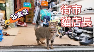【香港喵星人傳奇】油麻地貓店長坐鎮老店！喵嗚～這家店我罩的！