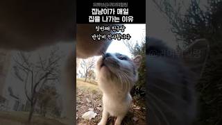 집냥이가 매일 집을 나가는 이유😆 #고양이 #cat #cute #고양이일상 #catshorts
