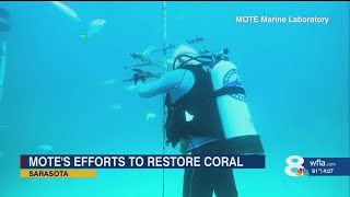 Veterans Restore Coral Reefs in Powerful Ocean Recovery Program