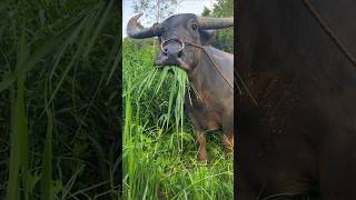 Sapi lucu kena prank #funny
