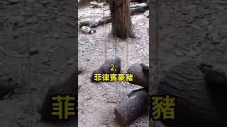 五種 稀有的豪豬 🤯 #科普 #知識 #動物 #tiktokanimals