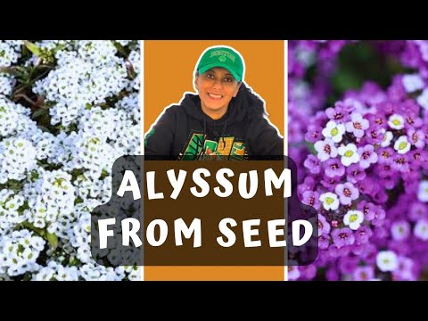 Grow Alyssum From Seed | Sowing Alyssum Seeds || Budget Gardening