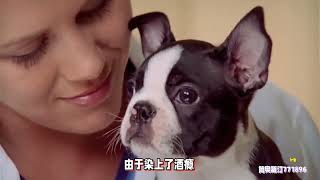 杰克·伦敦和他的中篇动物小说《白牙》