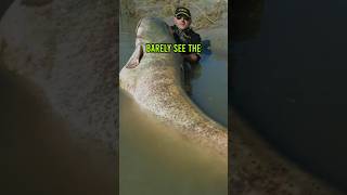 The Rarest Catfish Ever Caught