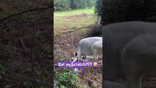 Cow Scratching Like a Dog 🐮🐮🐮🐶🐶🐶 #farmfriends #farm #farmanimals #animals #cow #cute #pets