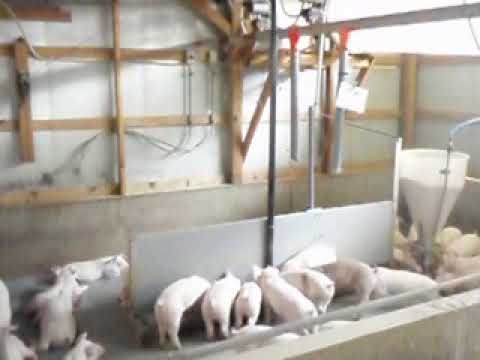 Pig farm equipment suppliers in china