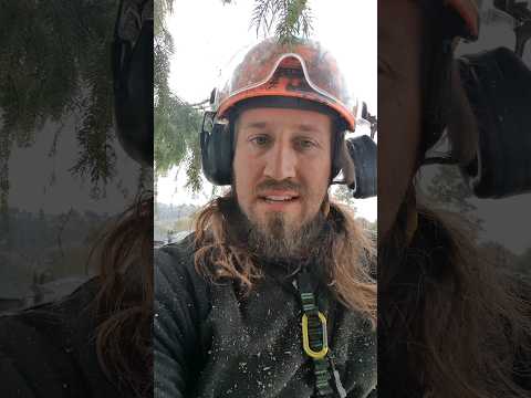 Sapsuckers!! 🐦🪵 #canada #woodpecker #arborist #travelling #vancouver #professional #treekillazsocial