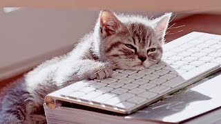 [No Ads] Beware of addiction! Sleep-inducing music that puts you to sleep in 20 minutes🎵 Sleep music