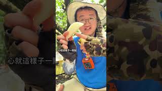 在地小農嚴選的梨子!古早味就是這一味!#梨子#水梨#在地小農#小農#青農#台中東勢#農業日常#fyp