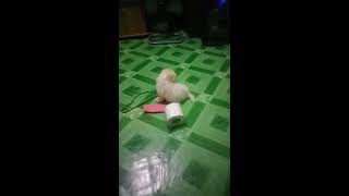 Maltese puppy cloudee