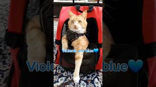 Look outside your window🤫#cat#trending#catlovers#crazycats#funnycats#retable#trend#shorts#fyp#viral