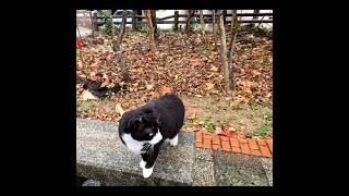 Hachiware cat in Kaihin Park. #shorts