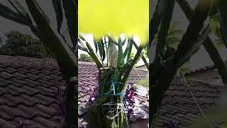 Pohon aga 052E