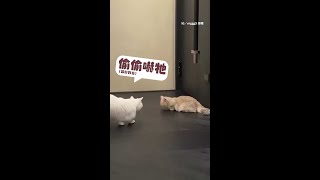 【太可愛】短腿貓被嚇到站起來揮拳　對空氣全力揮空毫無霸氣 #Shorts