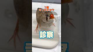A one-year-old zebra finch was brought to the veterinary clinic with what appeared to be an egg b...