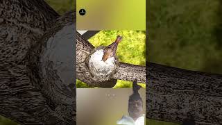 #facts #birds #animals #factvideo #ytshorts #wildlife #youtubeshorts
