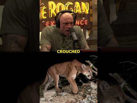 Joe Shares a Story When He Saw A Huge Mountain Lion