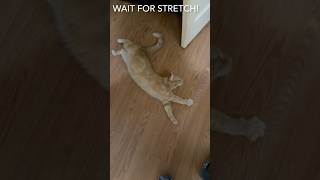 Fat Cats Nap Different! #jesus #love #cat #cutecat #cute #kitten #catvideos #fypシ゚viral #fyp