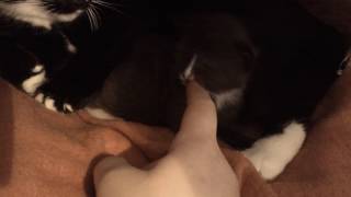 lulu's little one