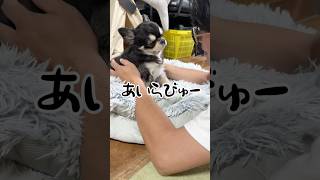 愛を訴える主と迷惑そうなチワワ　#チワワ #shorts