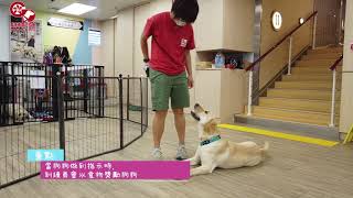 【香港導盲犬協會呈獻- 🌟導盲犬訓練有料到 ep.3🌟recall訓練~】