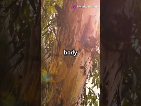 Morning Rituals in Nature 🌄   Beautiful / Beautiful Nature Life FN60 #naturelife #rituals #fnaf