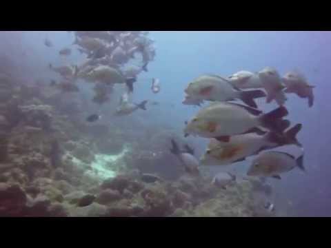 Diving the Maldives - shoaling Hump Backed Snapper