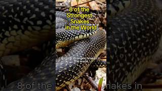 “8 of the Strongest Snakes in the World” 🐍🪱🌎 @FactsMatter695 #shorts #snake 🪱🐍🌎