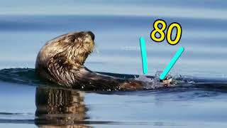 动物解说【搞笑动物配音20】海獭睡觉时会一直牵着对象的手