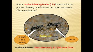 3 minutes presentation-How is Leader Following Leader (LFL) important | Susnato Das