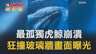 CTWANT 即時新聞》最孤獨虎鯨崩潰 狂撞玻璃牆畫面曝光