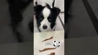 见见：一时竟分不清谁是狗🐶 #边牧#动物#萌宠#宠物#animals#cute#funny#pets