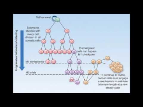 Why Cancer is Most Often a Disease of Old Age? (BIOS 041)
