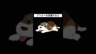 【獣医師解説】柴犬のアトピー#shorts