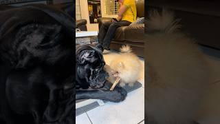 Which one would win, the Cane Corso? #CaneCorso #CaneCorsoDog #CaneCorsoPuppy #ItalianMastiff