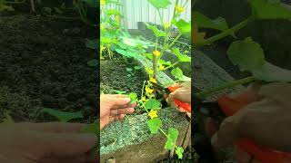 Cutting branches cucumber #villagelife #roomtogrow #vegetableplant #homegardening #growyourownfood