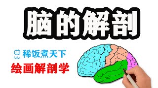 【绘画解剖学 神经】脑的解剖