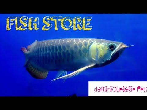 COOL LOCAL FISH STORE: VLOG (from getting our last pets!)
