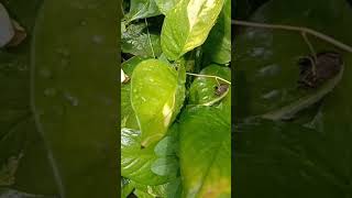#short DIY Money ☘️ #moneyplant #diy#youtubeshorts #pradeepmishrashivmahapuran