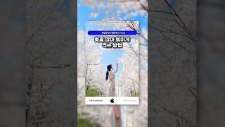 2025 벚꽃 인생샷 찍는 방법 #트립다이브 #smartphone #사진꿀팁 #벚꽃 #벚꽃사진 #벚꽃여행 #사진잘찍는법 #phototips #벚꽃축제