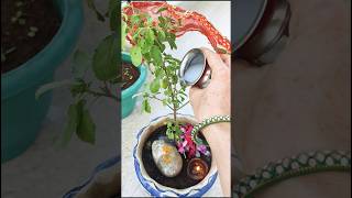 What should be planted in Tulsi on Thursday #gardening #plants #viralshortsvideo 💯🌱🌿