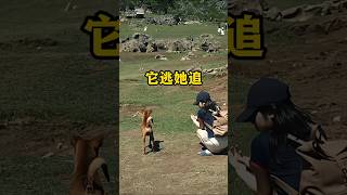 宠物狗讨厌没有边界感的人 #搞笑 #百科密码 #科普 #狗狗