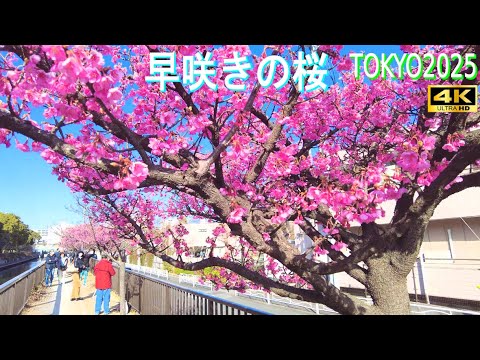 4K60【東京江東区木場 早咲きの桜】2025春