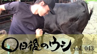 旅スル和牛：〇日後のウシvol.043「ウシの身だしなみ」森田隼人＆トライリウムの「もりたなか牛」が日本を歩く旅