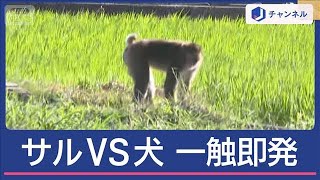 引っかかれ女性けが　体長50cm　狂暴サルが逃走中【スーパーJチャンネル】(2025年7月25日)