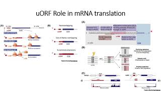 uORF (upstream Open Reading Frame) role in mRNA translation #Code: 219