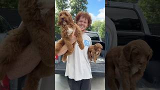 GOLDENDOODLES GROW SO FAST