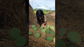Wow! SMART IDEA and UESFUL with Lotus seed #survival #camping #outdoors #bushcraft