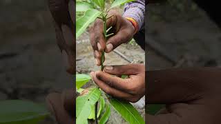 New technical for grafting mengo plats #gardening #plants #fruit #grafting #mengo #autoplant